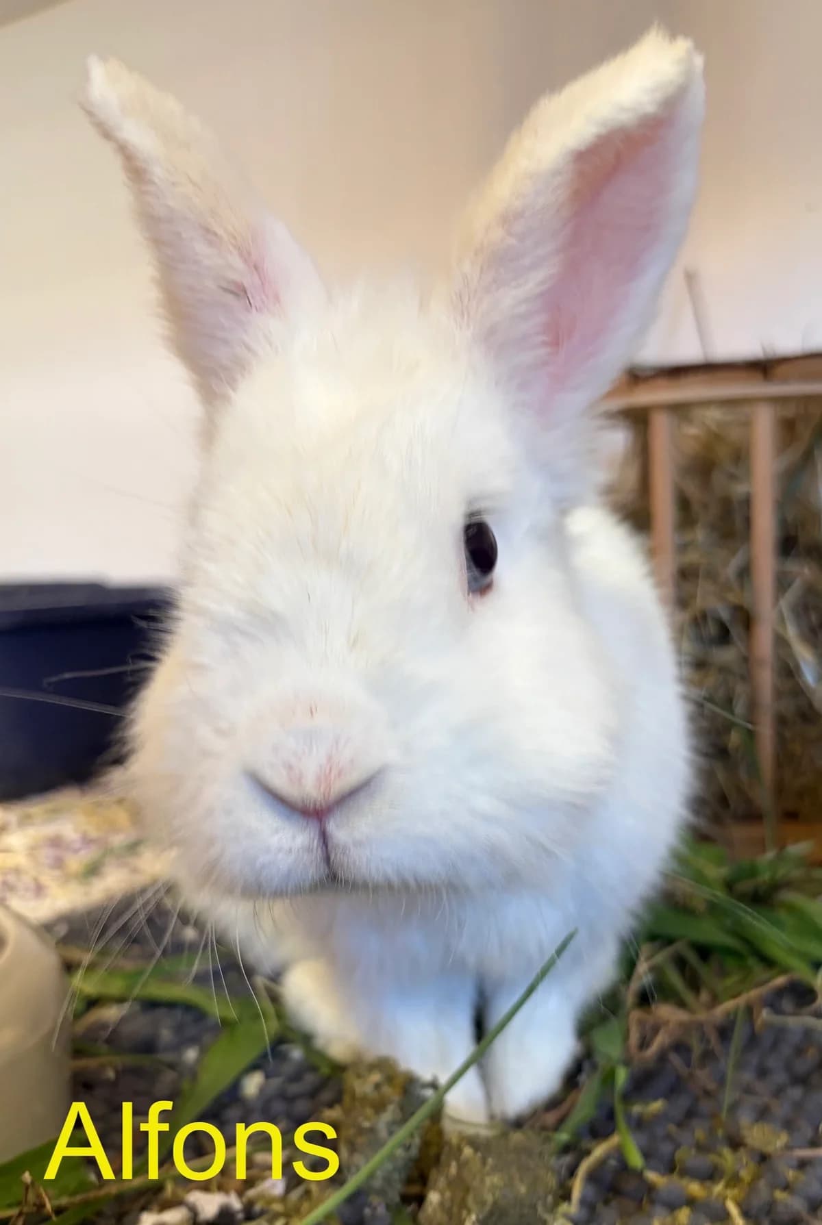 Alfons (Kastrationsquarantäne bis 01.09.26),  5yo Mixed Breed for adoption at Tierheim Melle, Melle