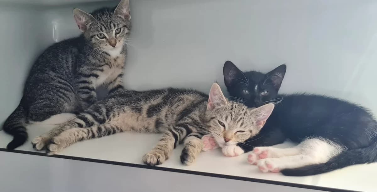 Unsere Katzenkinder,  puppy Mixed Breed for adoption at Tierheim Melle, Melle