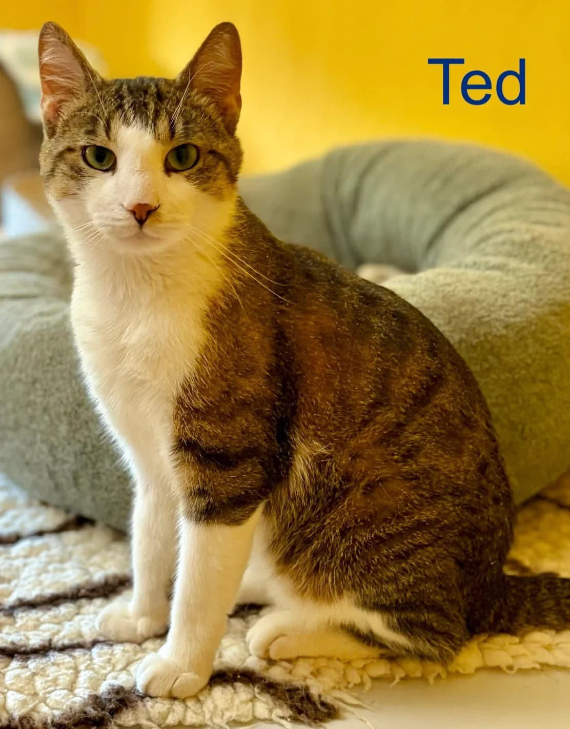 Ted, male Mixed Breed for adoption at Tierheim Melle, Melle