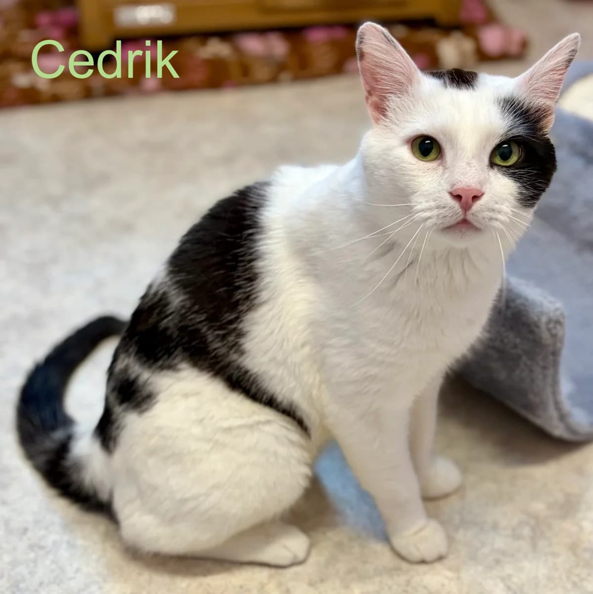 Cedrik, male 3yo Mixed Breed for adoption at Tierheim Melle, Melle