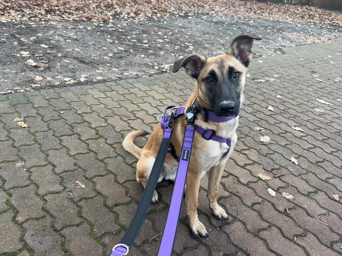 Sanja, female 5yo German Shepherd for adoption at Tierheim Melle, Melle