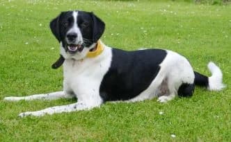 Momo … braucht sinnvolle Beschäftigung und Führung, male mixed breed for adoption at Tierheim Moers, Moers