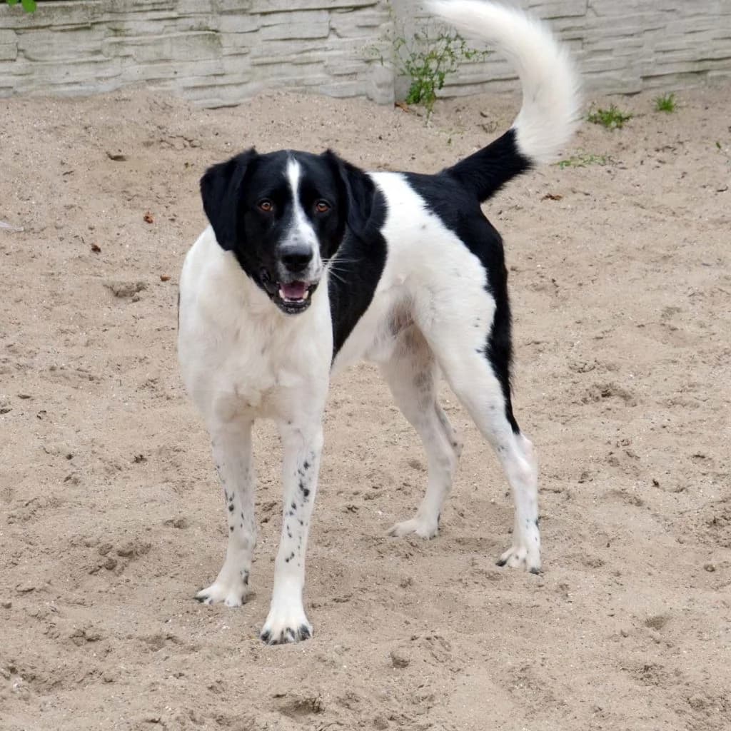 Momo … braucht sinnvolle Beschäftigung und Führung, male mixed breed for adoption at Tierheim Moers, Moers — photo 2 of 11