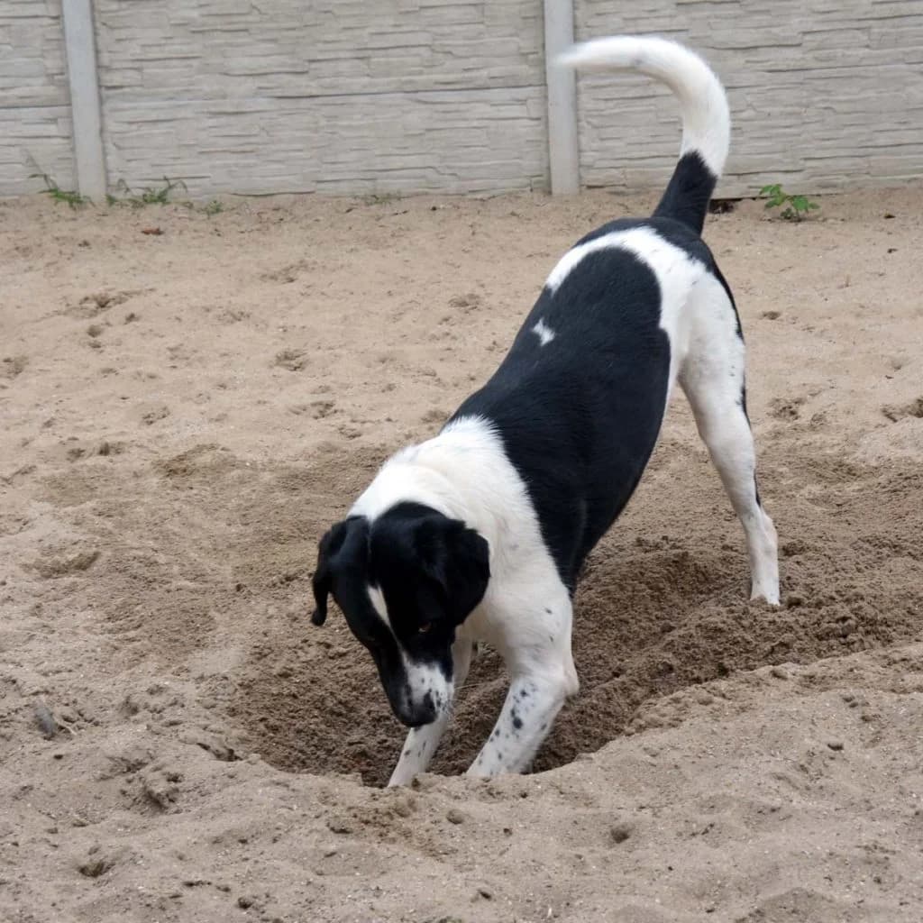 Momo … braucht sinnvolle Beschäftigung und Führung, male mixed breed for adoption at Tierheim Moers, Moers — photo 3 of 11