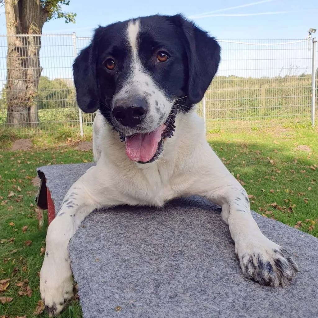 Momo … braucht sinnvolle Beschäftigung und Führung, male mixed breed for adoption at Tierheim Moers, Moers — photo 4 of 11
