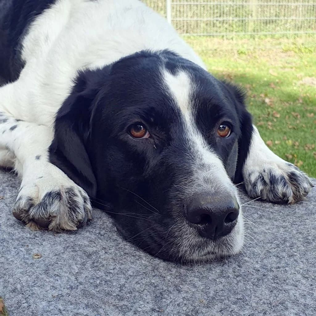 Momo … braucht sinnvolle Beschäftigung und Führung, male mixed breed for adoption at Tierheim Moers, Moers — photo 5 of 11