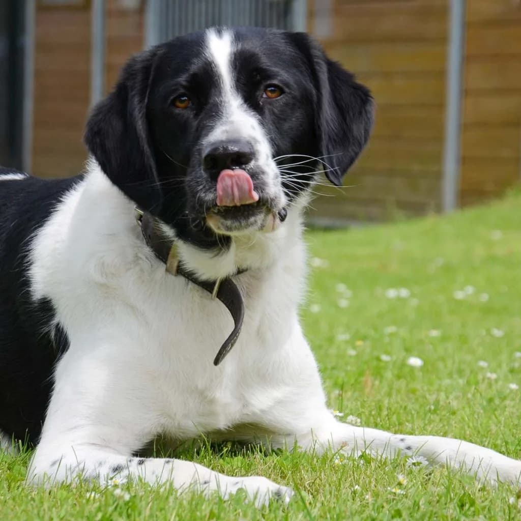 Momo … braucht sinnvolle Beschäftigung und Führung, male mixed breed for adoption at Tierheim Moers, Moers — photo 6 of 11