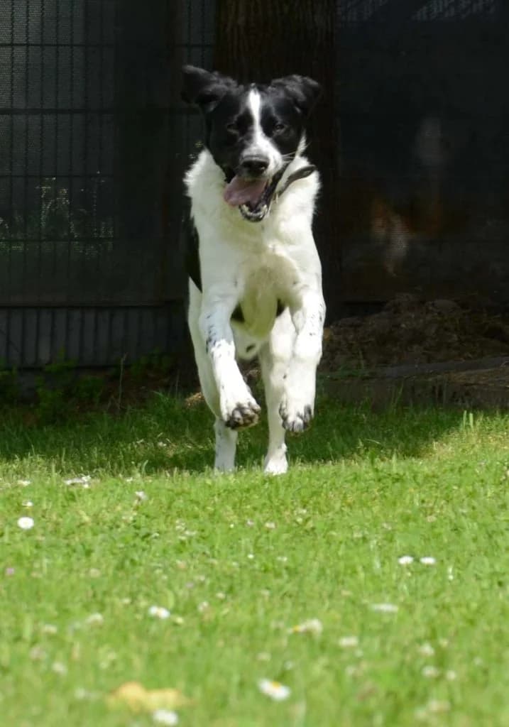 Momo … braucht sinnvolle Beschäftigung und Führung, male mixed breed for adoption at Tierheim Moers, Moers — photo 7 of 11