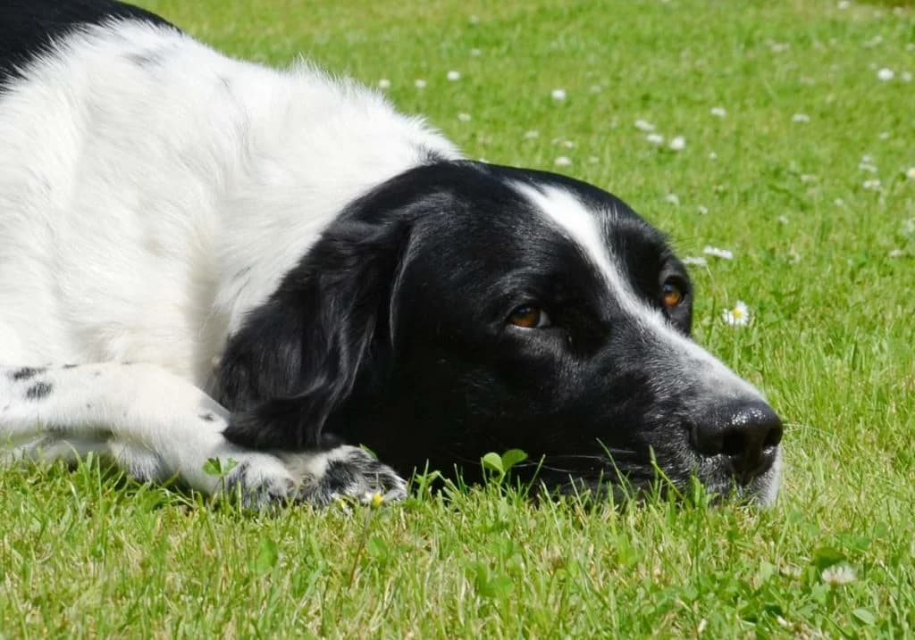 Momo … braucht sinnvolle Beschäftigung und Führung, male mixed breed for adoption at Tierheim Moers, Moers — photo 8 of 11