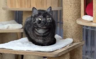 Jeanette … eine zarte Schmuserin, female British Shorthair for adoption at Tierheim Moers, Moers