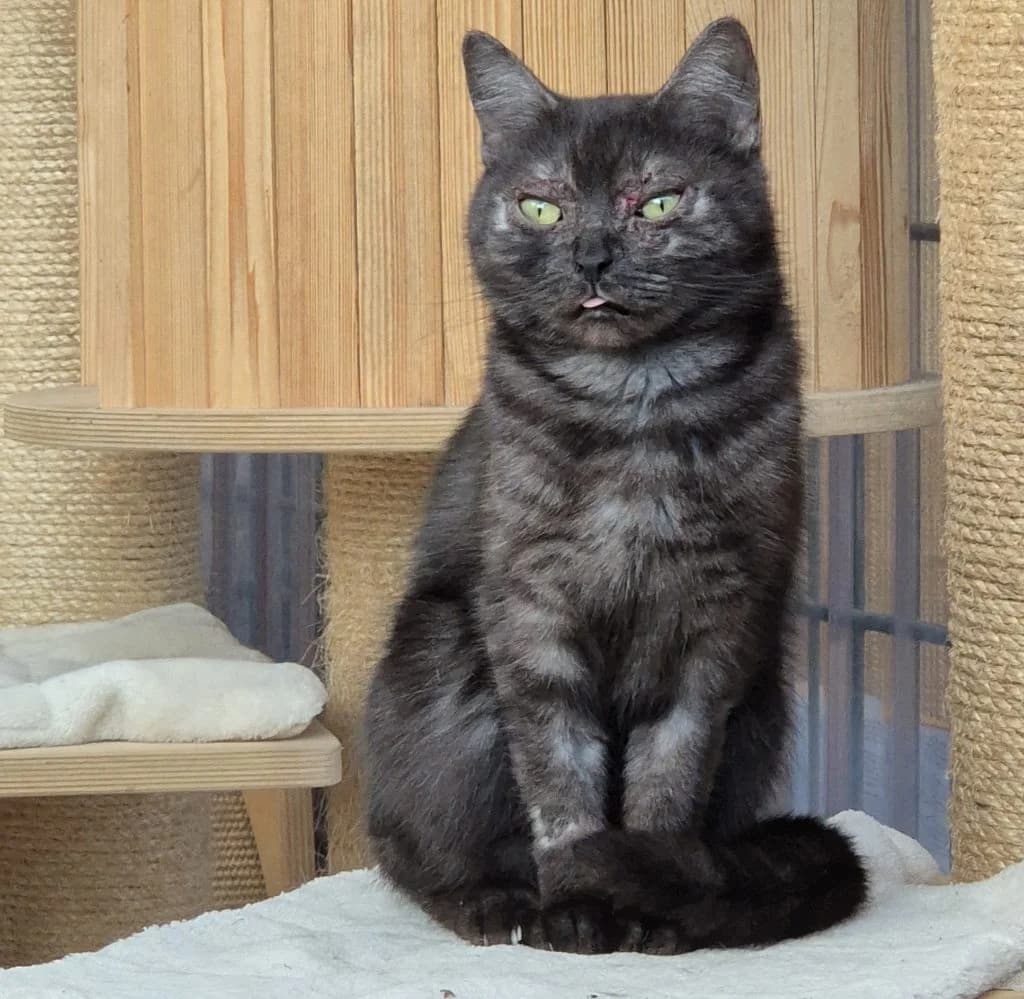 Jeanette … eine zarte Schmuserin, female British Shorthair for adoption at Tierheim Moers, Moers — photo 2 of 5