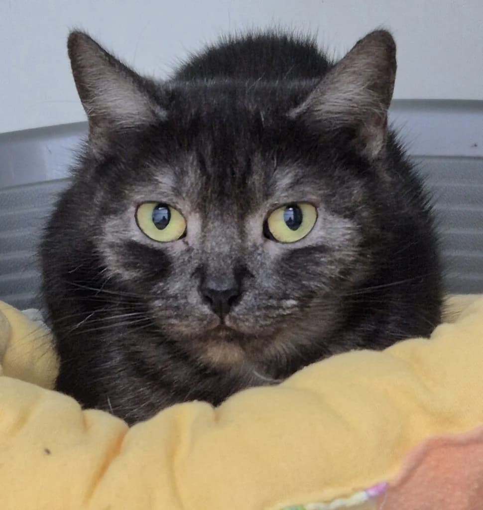 Jeanette … eine zarte Schmuserin, female British Shorthair for adoption at Tierheim Moers, Moers — photo 3 of 5