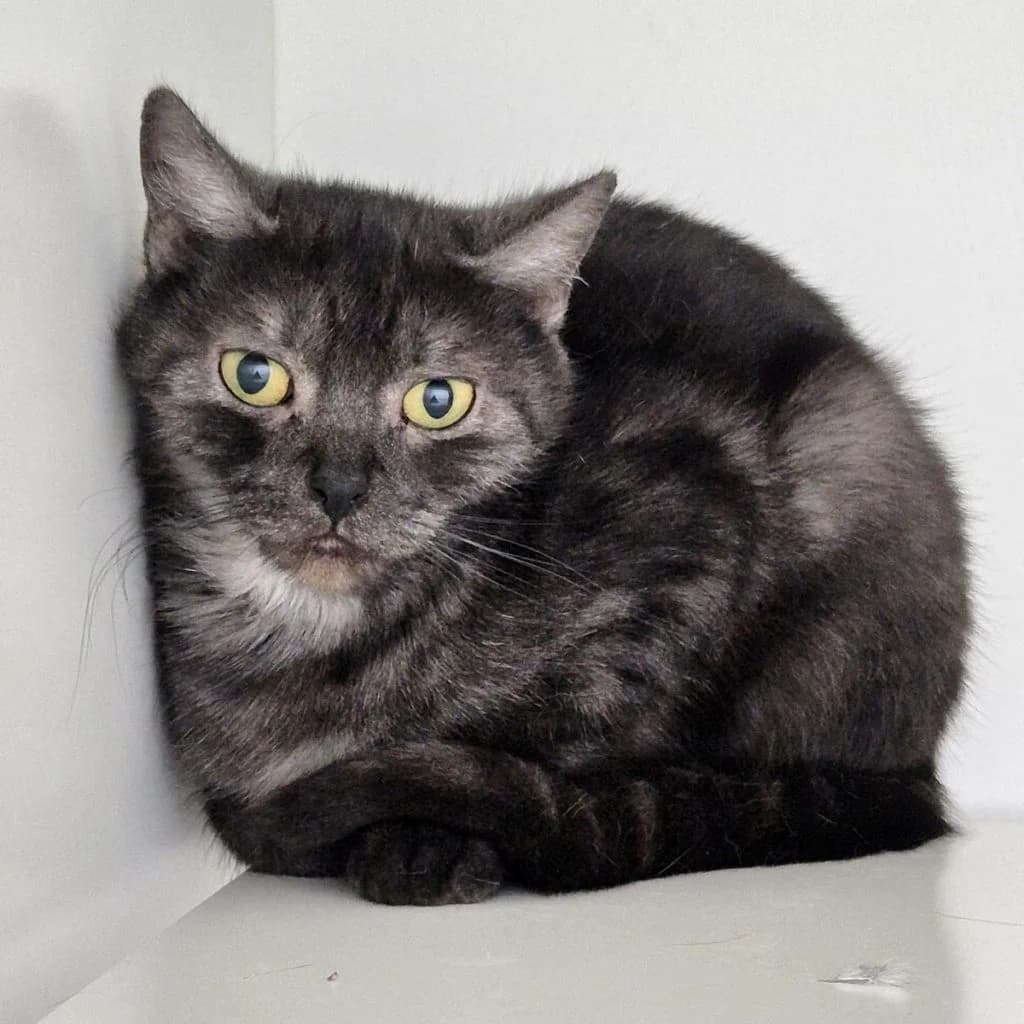 Jeanette … eine zarte Schmuserin, female British Shorthair for adoption at Tierheim Moers, Moers — photo 4 of 5