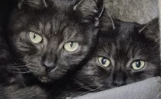 Madonna & Emma … möchten endlich ankommen, female young British Shorthair for adoption at Tierheim Moers, Moers