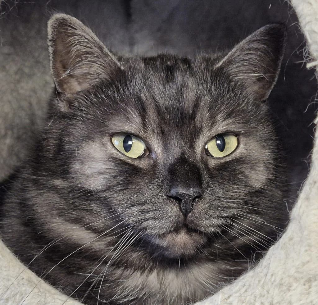 Madonna & Emma … möchten endlich ankommen, female British Shorthair for adoption at Tierheim Moers, Moers — photo 2 of 7