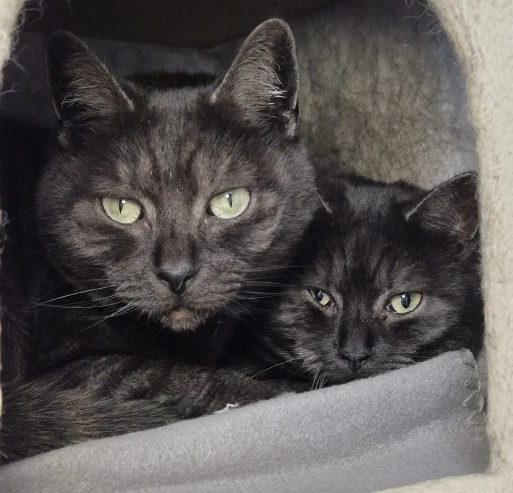 Madonna & Emma … möchten endlich ankommen, female British Shorthair for adoption at Tierheim Moers, Moers — photo 3 of 7