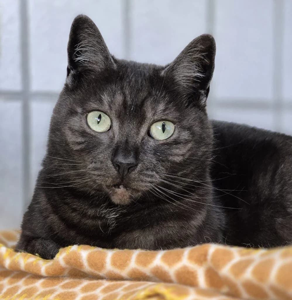Madonna & Emma … möchten endlich ankommen, female British Shorthair for adoption at Tierheim Moers, Moers — photo 4 of 7