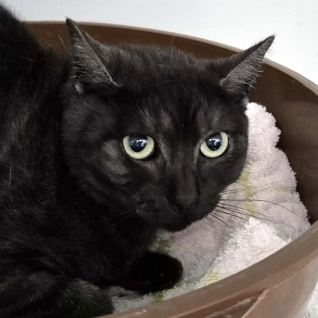Madonna & Emma … möchten endlich ankommen, female British Shorthair for adoption at Tierheim Moers, Moers — photo 5 of 7