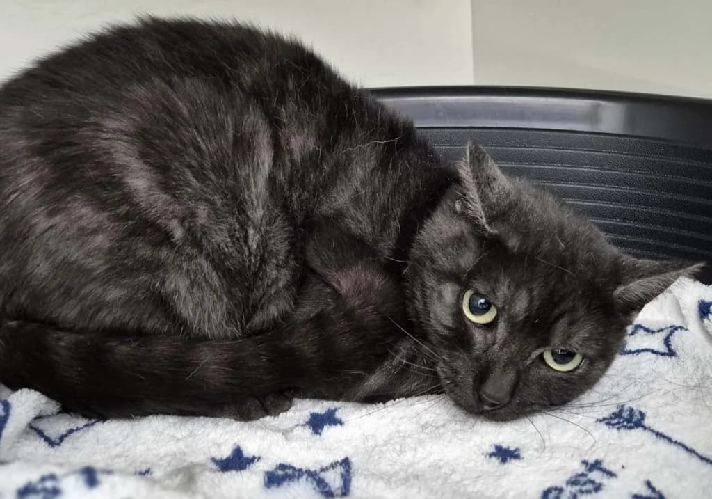 Madonna & Emma … möchten endlich ankommen, female British Shorthair for adoption at Tierheim Moers, Moers — photo 6 of 7
