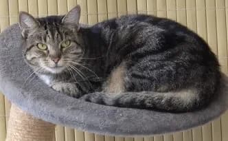 Cruella … braucht ein Rückzugsplätzchen, getigert female young European Shorthair for adoption at Tierheim Moers, Moers