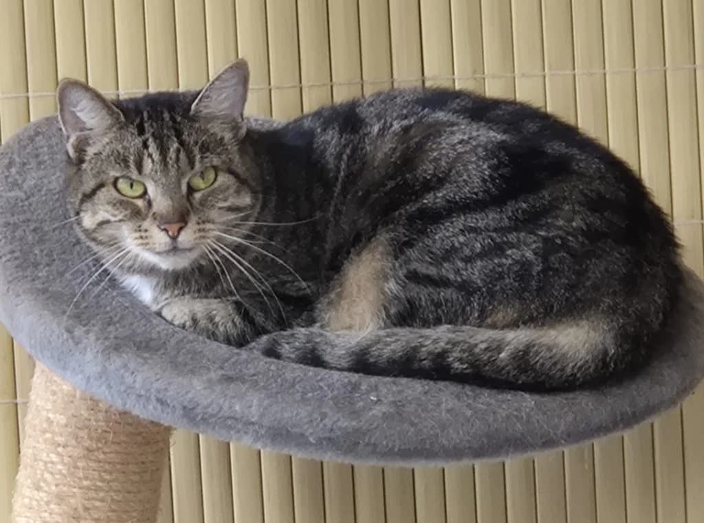 Cruella … braucht ein Rückzugsplätzchen, female European Shorthair for adoption at Tierheim Moers, Moers — photo 2 of 6