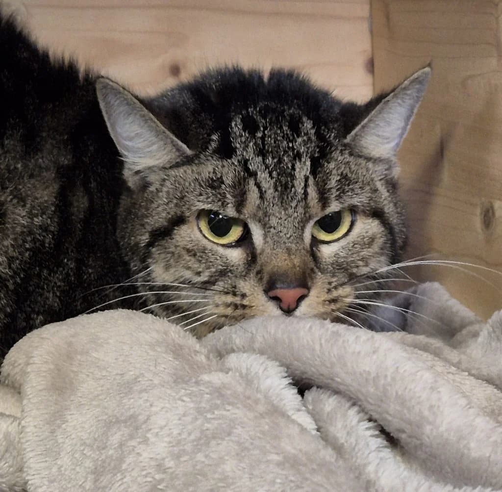 Cruella … braucht ein Rückzugsplätzchen, female European Shorthair for adoption at Tierheim Moers, Moers — photo 3 of 6