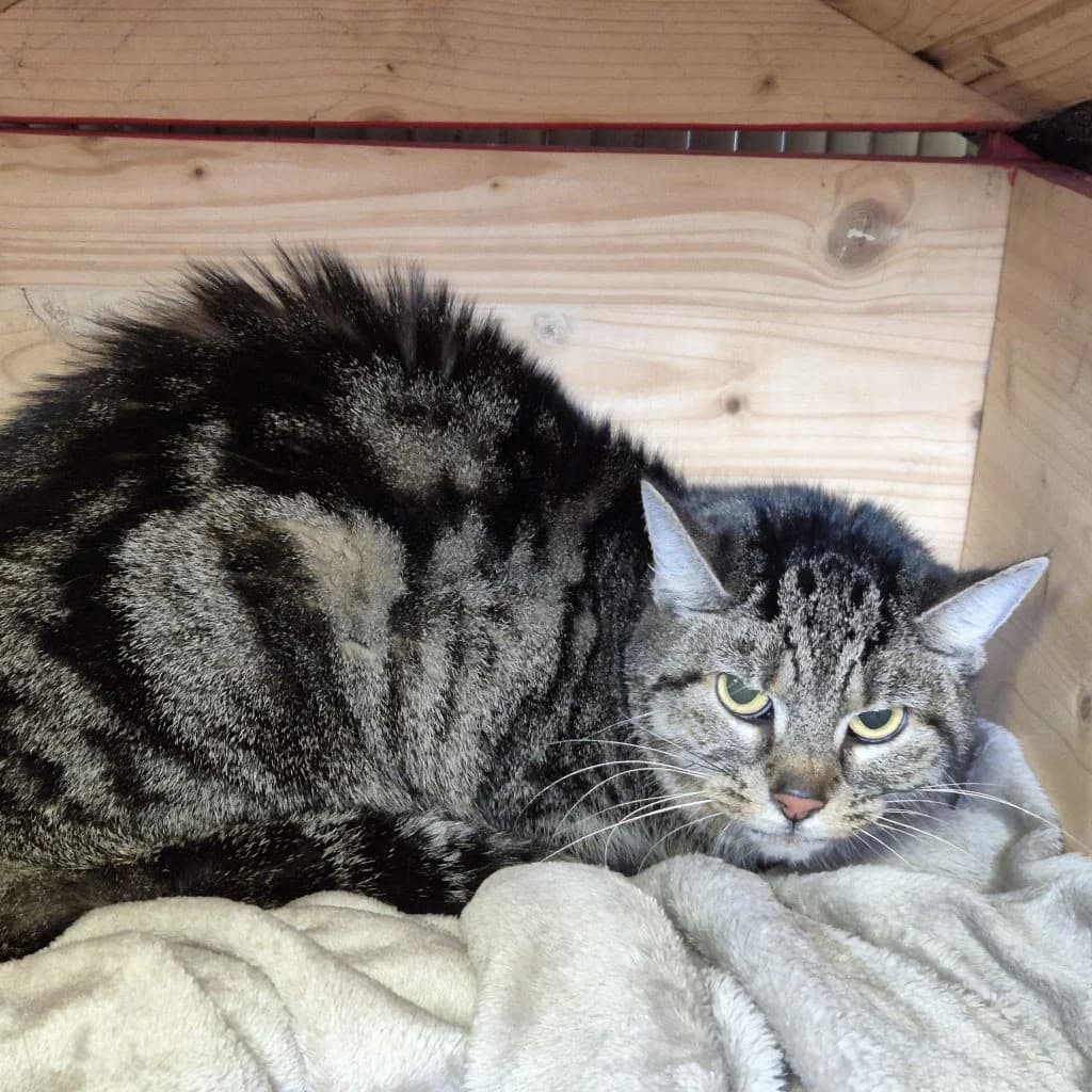 Cruella … braucht ein Rückzugsplätzchen, female European Shorthair for adoption at Tierheim Moers, Moers — photo 4 of 6