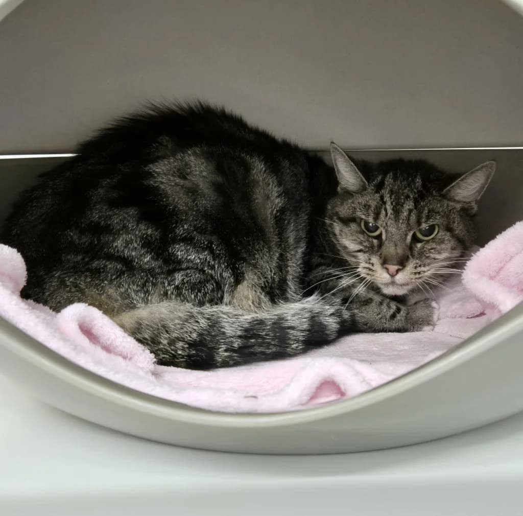 Cruella … braucht ein Rückzugsplätzchen, female European Shorthair for adoption at Tierheim Moers, Moers — photo 5 of 6