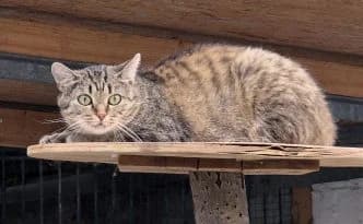 Frieda … wahrt den Abstand, getigert female young European Shorthair for adoption at Tierheim Moers, Moers