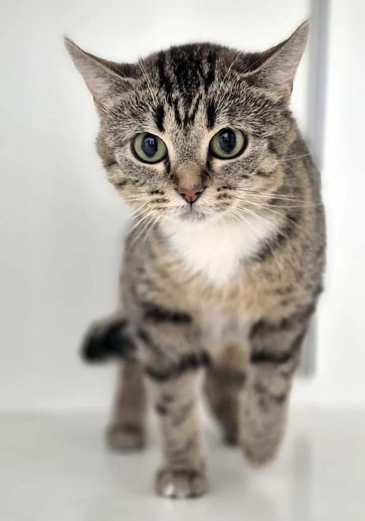 Frieda … wahrt den Abstand, female European Shorthair for adoption at Tierheim Moers, Moers — photo 2 of 7