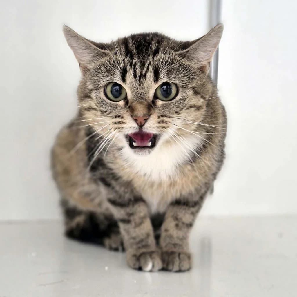 Frieda … wahrt den Abstand, female European Shorthair for adoption at Tierheim Moers, Moers — photo 3 of 7