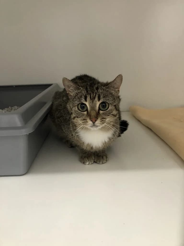 Frieda … wahrt den Abstand, female European Shorthair for adoption at Tierheim Moers, Moers — photo 6 of 7