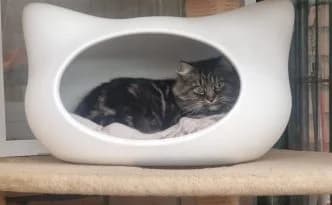 Lotta … sucht Sicherheit im Versteck, female mixed breed for adoption at Tierheim Moers, Moers