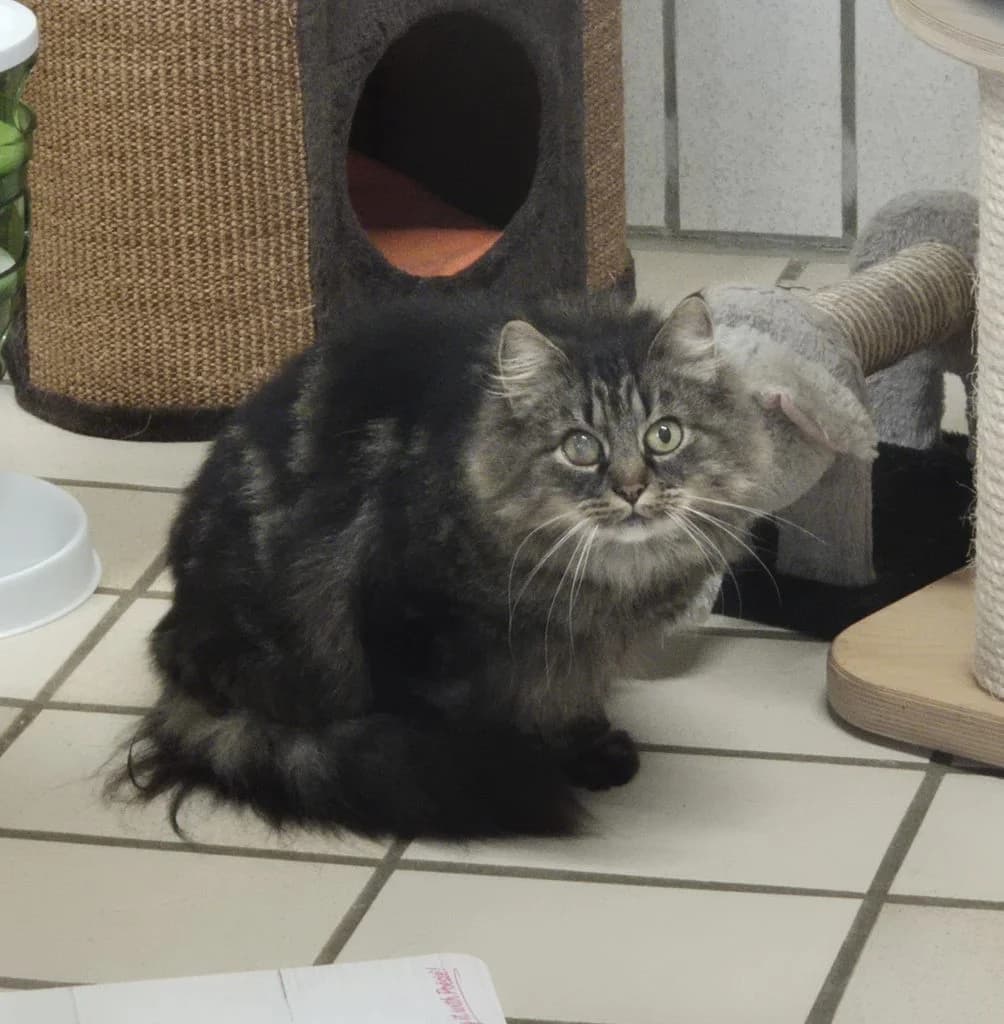 Lotta … sucht Sicherheit im Versteck, female mixed breed for adoption at Tierheim Moers, Moers — photo 2 of 6