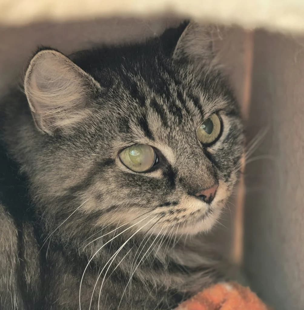 Lotta … sucht Sicherheit im Versteck, female mixed breed for adoption at Tierheim Moers, Moers — photo 3 of 6