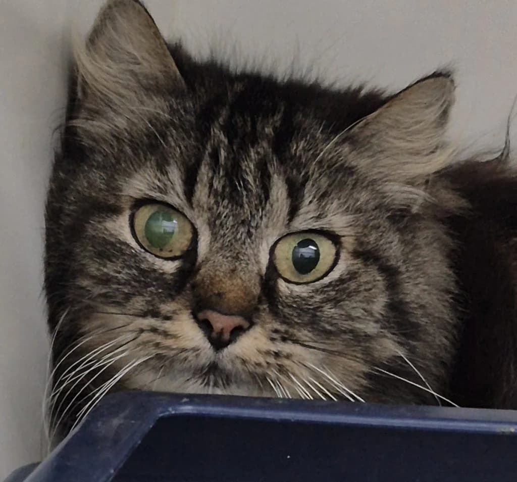 Lotta … sucht Sicherheit im Versteck, female mixed breed for adoption at Tierheim Moers, Moers — photo 5 of 6