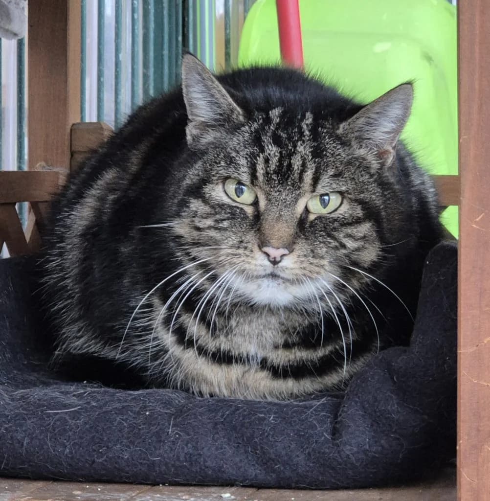 Freya … lernt durch Beobachtung, female European Shorthair for adoption at Tierheim Moers, Moers — photo 2 of 6