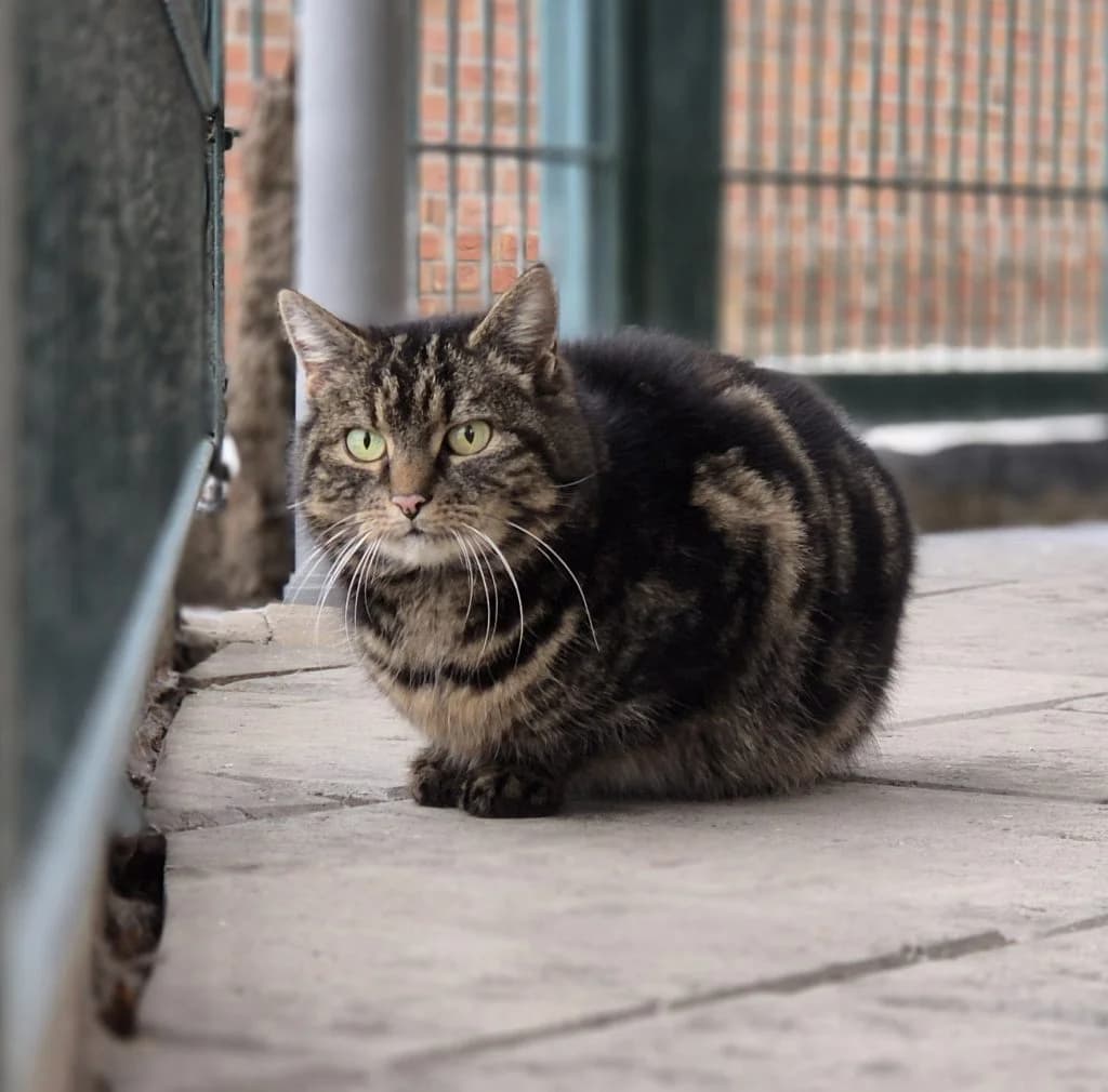 Freya … lernt durch Beobachtung, female European Shorthair for adoption at Tierheim Moers, Moers — photo 3 of 6