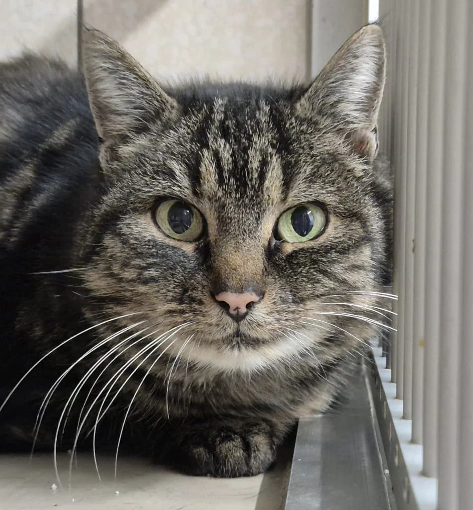 Freya … lernt durch Beobachtung, female European Shorthair for adoption at Tierheim Moers, Moers — photo 5 of 6
