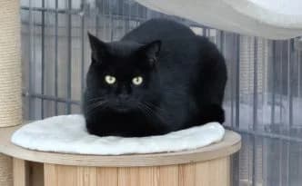 Polly … mag keine Fotos, female European Shorthair for adoption at Tierheim Moers, Moers