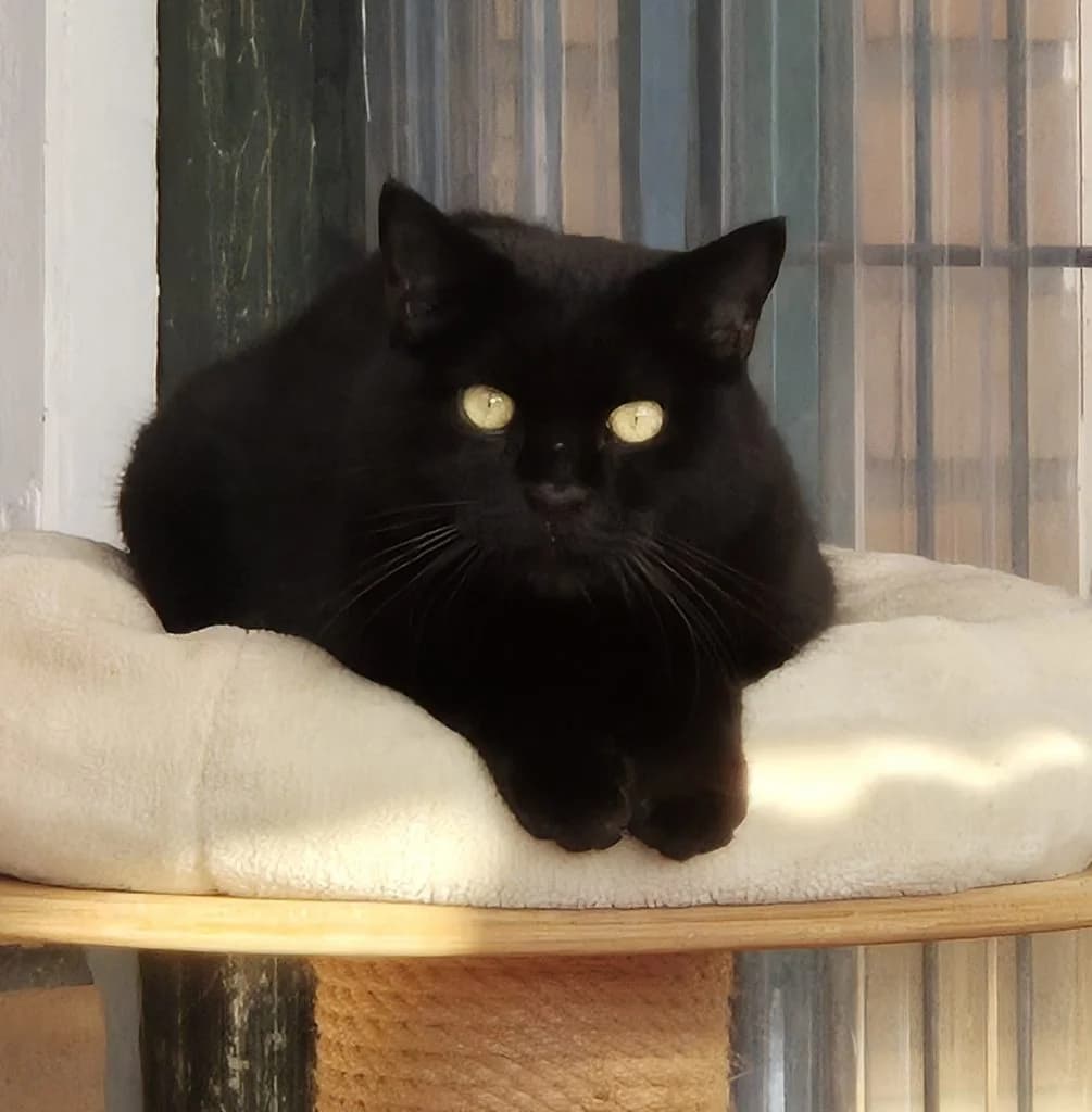 Polly … mag keine Fotos, female European Shorthair for adoption at Tierheim Moers, Moers — photo 2 of 4