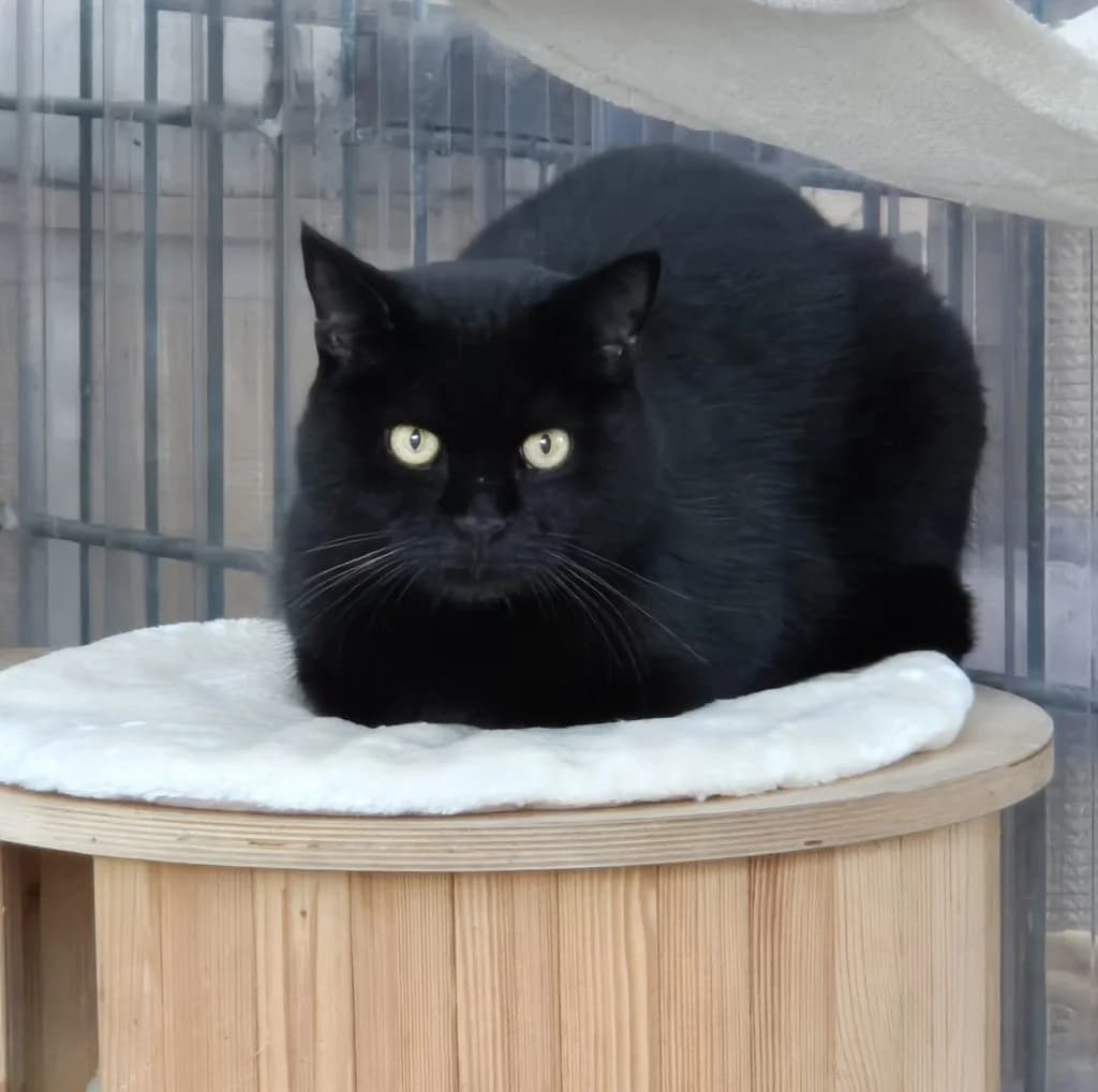 Polly … mag keine Fotos, female European Shorthair for adoption at Tierheim Moers, Moers — photo 3 of 4