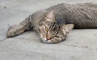 Josie … erneut auf der Suche, getigert female puppy European Shorthair for adoption at Tierheim Moers, Moers