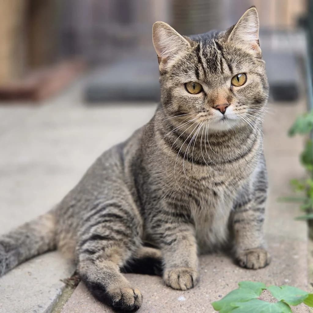 Josie … erneut auf der Suche, female European Shorthair for adoption at Tierheim Moers, Moers — photo 2 of 10