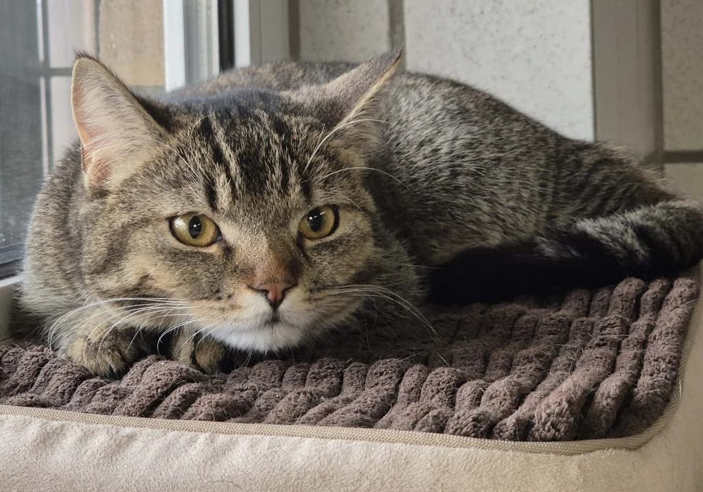 Josie … erneut auf der Suche, female European Shorthair for adoption at Tierheim Moers, Moers — photo 3 of 10
