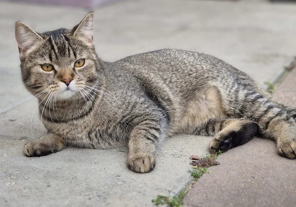 Josie … erneut auf der Suche, female European Shorthair for adoption at Tierheim Moers, Moers — photo 4 of 10