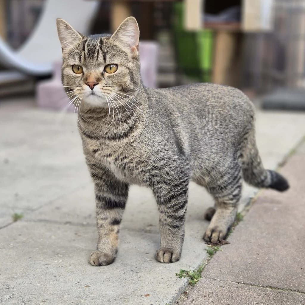 Josie … erneut auf der Suche, female European Shorthair for adoption at Tierheim Moers, Moers — photo 5 of 10