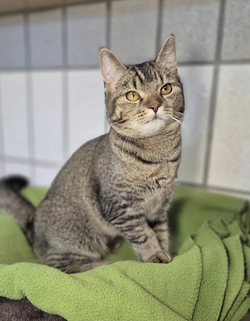 Josie … erneut auf der Suche, female European Shorthair for adoption at Tierheim Moers, Moers — photo 6 of 10