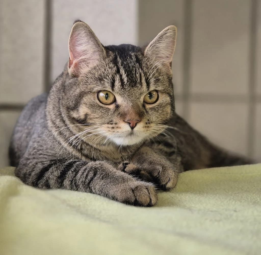 Josie … erneut auf der Suche, female European Shorthair for adoption at Tierheim Moers, Moers — photo 7 of 10