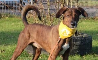 Stifler … ein Meister der Autonomie, braun male young Mixed Breed for adoption at Tierheim Moers, Moers
